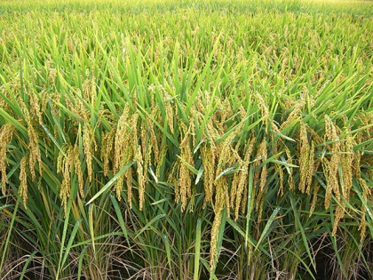 farmers who go for direct sowing of paddy will be provided aid of rs 1500 per acre in punjab | पंजाब: किसानों को धान की सीधी बुवाई के लिए मिलेंगे 1500 रुपये प्रति एकड़, सीएम भगवंत मान ने किया ऐलान
