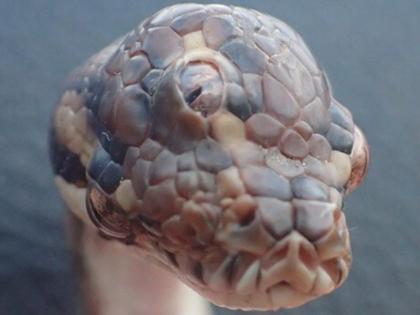 Three Eyed Snake Found On Highway. Pics Are Viral | मिला 3 आंखों वाला सांप, देखने के बाद वैज्ञानिक भी हैरान
