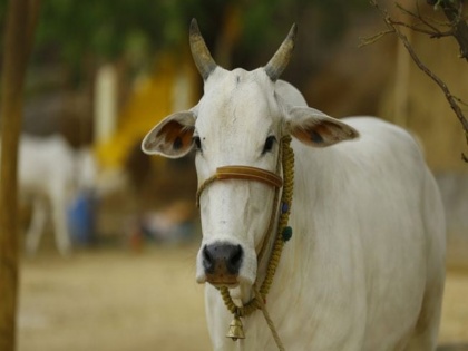 assam cow protection bill to encourage mob lynching congress mp abdul khaleque | कांग्रेस सांसद अब्दुल खलीक का भाजपा पर आरोप, कहा- असम गौ संरक्षण विधेयक राज्य में मॉब लिंचिंग को बढ़ावा देगा