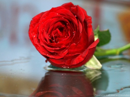 Happy Valentine Day: Rose Day special, why red is the symbol of love, why people give red roses | Happy Valentine Day: प्यार का रंग लाल ही क्यों, वैलेंटाइन पर लाल गुलाब देने के पीछे है ये कहानी
