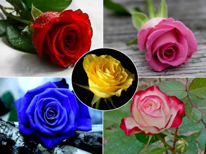 know the significance of red pink yellow and white roses, real meaning of rose different colors in hindi | Rose Day Special:आज के दिन गलत रंग का गुलाब देना पड़ जाएगा भारी, गुलाब के रंगों से जानें क्या है उसका मतलब