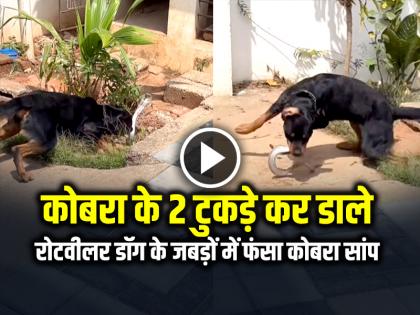 Rottweiler Dog Kill King Cobra Cut Him in 2 Pieces Fight Video Goes Viral on Social Media | VIDEO: कोबरा के 2 टुकड़े कर डाले, रोटवीलर डॉग के जबड़ों में फंसा कोबरा सांप, देखें वीडियो Rottweiler Dog Kill King Cobra Cut Him in 2 Pieces Fight Video Goes Viral on Social Media | VIDEO: कोबरा के 2 टुकड़े कर डाले, रोटवीलर डॉग के जबड़ों में फंसा कोबरा सांप, देखें वीडियो