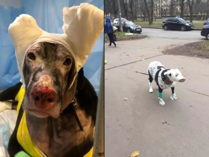 Pregnant Dog saved the lives of 4 patients after a fire in a hospital in Russia, now babies will not be able to drink milk due to burns | गर्भवती कुतिया ने रूस के अस्पताल में आग लगने के बाद बचाई 4 मरीजों की जान, अब जलने के कारण बच्चों को नहीं पिला सकेगी दूध
