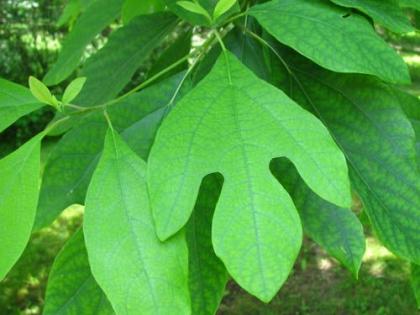 Sassafras benefits for bronchitis, high blood pressure in older people, gout, arthritis, skin problems, and cancer | इस हरे पत्ते को चाय में डालकर पियें, फ्लू-गठिया का होगा नाश, लीवर, किडनी रहेंगे स्वस्थ