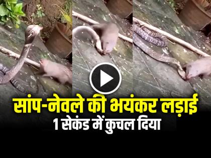 Saanp aur Nevla ki Ladai ka video Snake and Mongoose Fight Video Goes Viral | VIDEO: सांप-नेवले की भयंकर लड़ाई, 1 सेकंड में कुचल दिया, देखें वीडियो