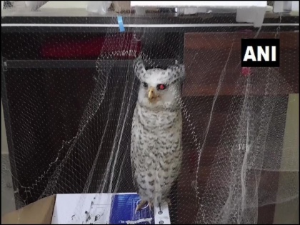 Sacrificing owls on Diwali is a superstition WWF-India this species may disappear if not taken care | 'दिवाली पर उल्लुओं का बलि देना एक अंधविश्वास', डब्ल्यूडब्ल्यूएफ-भारत ने कहा- नहीं ध्यान दिया गया तो गायब हो सकती है यह प्रजातियां