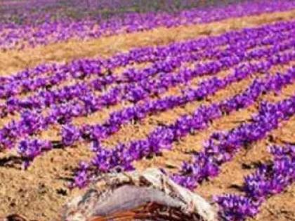 Jammu-Kashmir Rain has increased hopes for saffron crop | Jammu-Kashmir: बरखा बहार आई, केसर में नई जान लाई; बारिश ने केसर की फसल की उम्‍मीद बढ़ा दी है