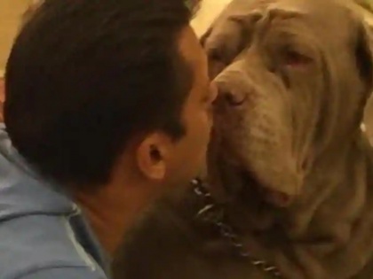 salman khans most beautiful dog my love passes away | सलमान खान की कुतिया की हुई मौत, यूलिया वंतूर ने भी शेयर की फोटो, "शोक में डूबा मीडिया"