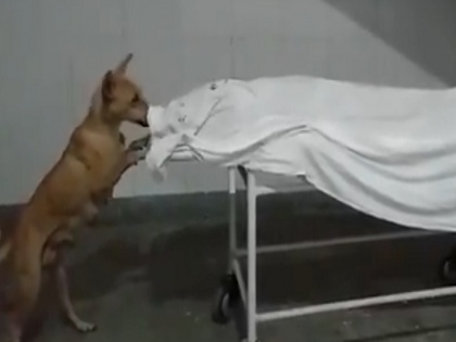 Uttar Pradesh Sambhal shocking video dog eating dead body of a girl kept in hospital | यूपी के संभल से आया झकझोर देने वाला वीडियो, अस्पताल में स्ट्रेचर पर रखे लड़की के शव को नोचता दिखा कुत्ता