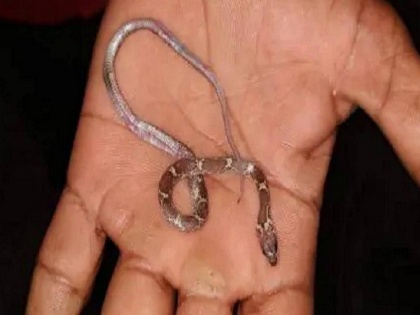 1-year-old boy swallows baby snake while playing, alert mother comes to rescue in Bareilly UP | जिंदा सांप को निगल गया एक साल का बच्चा, मां ने ऐसे निकाला बाहर 