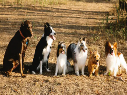 Strict rules will be applicable for pet dogs in Bhubaneswar 10 thousand fine may have to be paid | इस शहर में पालतू कुत्तों के लिए लागू होने जा रहा है सख्त कानून, ऐसा किया तो 10 हजार जु्र्माना देना पड़ सकता है