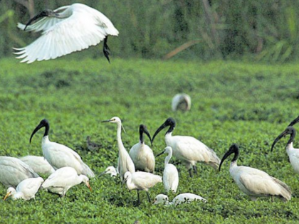 Bengaluru's Puttanahalli lake revived after 10 years of tireless efforts | 10 वर्षों के अथक प्रयासों के बाद बेंगलुरु की पुत्तनहल्ली झील पुनर्जीवित, पक्षियों की 120 से ज्यादा प्रजातियों की वापसी हुई