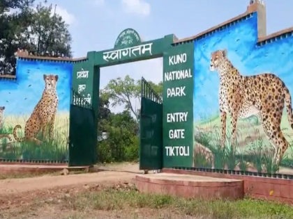 team of Kuno National Park had gone out to find a cheetah villagers attacked them thinking they were dacoits | कूनो नेशनल पार्क की टीम चीता खोजने निकली थी, ग्रामीणों ने डकैत समझ कर हमला कर दिया, जानें पूरा मामला