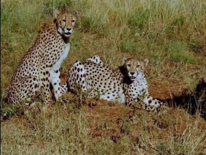 Supreme Court closes hearing on death of cheetahs in Kuno No reason to disbelieve Centre’s efforts | सुप्रीम कोर्ट ने कूनो में चीतों की मौत पर सुनवाई बंद की, कहा- केंद्र के प्रयासों पर अविश्वास करने का कोई कारण नहीं
