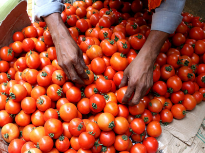 There will be relief from the inflation of tomato, 40 rupees in Nagpur. cost per kg | टमाटर की मंहगाई से मिलेगी राहत, नागपुर में 40 रु. किलो हुई कीमत, बारिश थमते ही हुई बंपर आवक