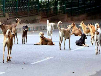 Delhi High Court asked the government to continue sterilization of stray dogs | दिल्ली में आवारा कुत्तों की बढ़ती संख्या से हाईकोर्ट भी चिंतित, सरकार से नसबंदी और टीकाकरण कार्यक्रम जारी रखने को कहा