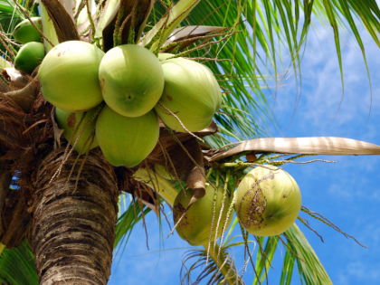 Blog Coconut is helpful in the economy maximum production is done in India | रेणु जैन का ब्लॉग: अर्थव्यवस्था में मददगार है नारियल, भारत में होता है सबसे ज्यादा उत्पादन