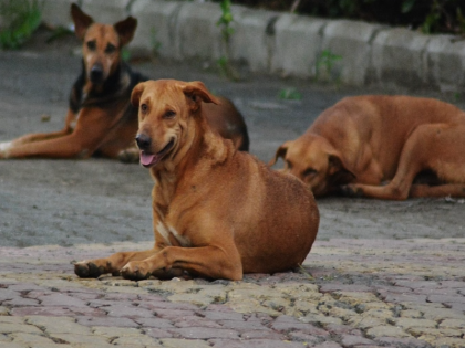 Allegations of animal rights group Stray dogs are being removed illegally, cruelly for G-20 | पशु अधिकार समूह का आरोप- जी-20 के लिए आवारा कुत्तों को अवैध, क्रूर तरीके से हटाया जा रहा है