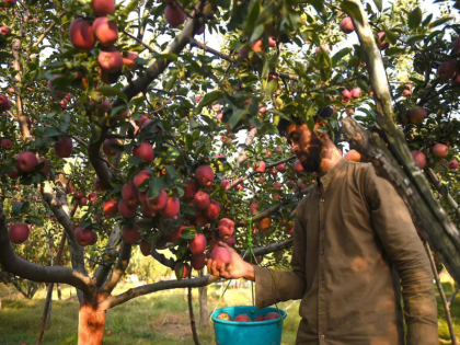 Record breaking heat and drought in Kashmir affect apple crop horticulture sector may suffer huge losses | कश्मीर में रिकार्ड तोड़ गर्मी और सूखे का असर सेब की फसल पर, बागवानी क्षेत्र को भारी नुकसान हो सकता है