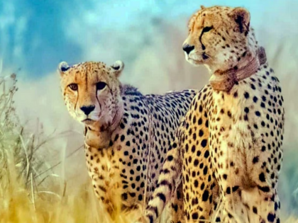 government planning cheetah safari near Kuno National Park 'Project Cheetah' | कूनो नेशनल पार्क के पास चीता सफारी की योजना बना रही है सरकार, एक साल पहले शुरू हुआ था 'प्रोजेक्ट चीता'