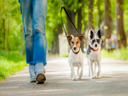 policy for pet dogs was passed at Ghaziabad Municipal Corporation cannot keep more than four pet | गाजियाबाद में अब नहीं रख सकते चार से ज्यादा पालतू कुत्ते, नियम तोड़ने पर 10,000 रुपये का जुर्माना, जानिए और क्या प्रावधान हैं