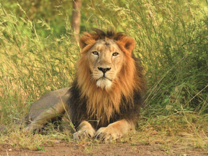 Blog Good news coming from the forest regarding animals Asiatic lions seen in Gujarat Porbandar district | ब्लॉग: जानवरों को लेकर जंगल से आती अच्छी खबरें