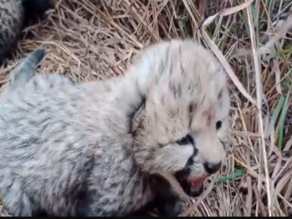Kuno Nation Park Namibian Cheetah Asha Delivers Three Adorable Cubs | Video: कूनो में मादा चीता आशा ने तीन शावकों को जन्म दिया, खुशी का माहौल, देखिए वीडियो