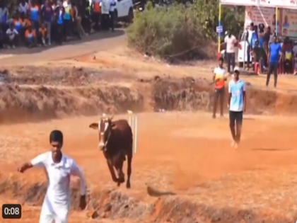 Viral Video bull entered field during cricket match people said it was Beezbull | Viral Video: क्रिकेट मैच के बीच मैदान में घुस गया सांड, लोगों ने कहा ये तो 'बैजबुल' हो गया, देखें वीडियो
