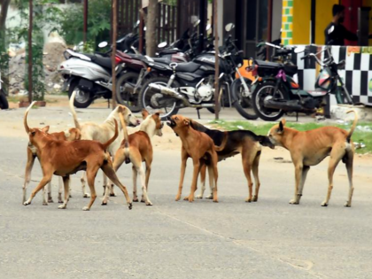 40 lakh stray dogs in Turkey government worried dangerous dogs will be killed parliamentary committee approved the bill | इस देश में हैं 40 लाख आवारा कुत्ते, सरकार हुई परेशान, खतरनाक कुत्तों को मारा जाएगा, संसदीय समिति ने विधेयक को मंजूरी दी