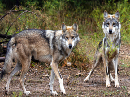 villages of Bahraich facing terror of wolves Forest officers are searching with drones | भेड़ियों के आतंक से जूझ रहे बहराइच के कई गांव! ड्रोन से तलाश करा रहे वनाधिकारी