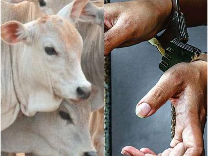 Uttar Pradesh: five people arrested from BSP leader farmhouse for allegation of cow slaughtering in bijnor | उत्तर प्रदेशः बसपा नेता के फार्महाउस में रात दो बजे छापेमारी, गौकशी के आरोप में 5 गिरफ्तार