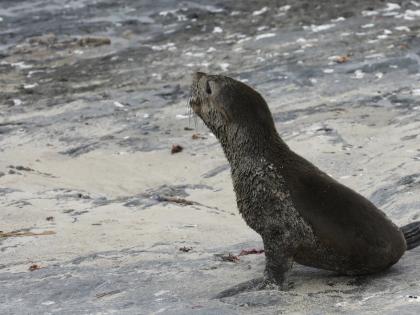 Rabies Outbreak in Seals South African Officials Find Virus spread marine mammals first time there possibility spreading to humans know what experts said see video | Rabies Outbreak in Seals: ‘सील’ में रेबीज प्रकोप?, पहली बार समुद्री स्तनधारियों में वायरस फैला, क्या मानव में फैलने की आशंका?, जानें क्या बोले विशेषज्ञ, देखें वीडियो