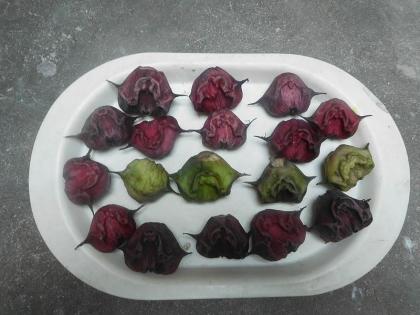 season water chestnut surprised know apricots include diet health tips in hindi | आ गया सिंघाड़े का सीजन, खुबियां जानकर आप हो जाएंगे हैरान, आज ही डाइट में करें इसे शामिल