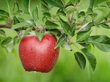 Healthy Diet Tips : Foods don't eat empty after eating apple that can cause poisoning in Hindi | सावधान! सेब खाने के 2 घंटे बाद तक गलती से भी न खायें ये 4 चीजें, धीरे-धीरे पेट की हो जाएगी बुरी हालत