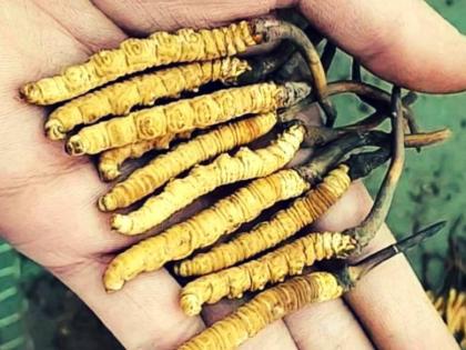 Sex Drive Herbs: how to use of himalayan viagra, Yarsagumba and Xanthoparmelia to increase sex power, sex libido and to get rid erectile dysfunction, impotence, Premature ejaculation and Sexual dysfunction in Hindi | यौन क्षमता बढ़ाने वाली इन 2 जड़ी-बूटियों के लिए आखिर क्यों हो रही है मारामारी?