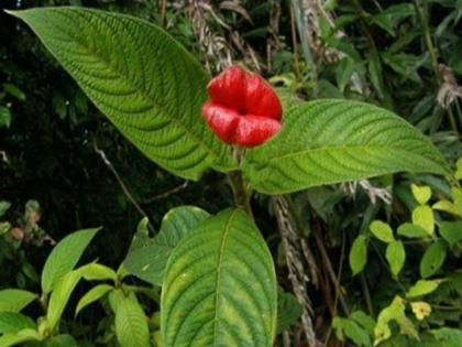 Sexy plants to play important role in killing harmful pesticides to protect crops | वैज्ञानिक बना रहे हैं 'सेक्सी पौधे', आपका यह काम हो जाएगा बहुत आसान