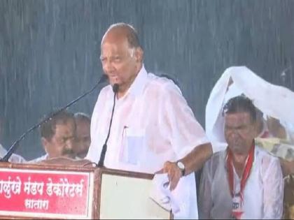 NCP Sharad Pawar rain picture goes viral after better performance Maharashtra Assembly Election | NCP के शानदार प्रदर्शन के बाद बारिश में भाषण देते शरद पवार की तस्वीर हुई वायरल, पत्रकार ने लिखा- टाइगर अभी जिंदा है NCP Sharad Pawar rain picture goes viral after better performance Maharashtra Assembly Election | NCP के शानदार प्रदर्शन के बाद बारिश में भाषण देते शरद पवार की तस्वीर हुई वायरल, पत्रकार ने लिखा- टाइगर अभी जिंदा है