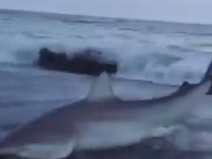 a Sharks Lying on seaside woman saved her life viral video on social media | समुद्र किनारे पड़े शार्क की महिला ने ऐसे बचाई जान, वायरल वीडियो देख आप भी करेंगे तारीफ