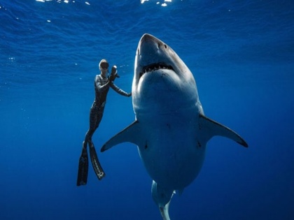 Great White Shark Seen Off Hawaii Coast, Video goes viral | मिल गई दुनिया की सबसे बड़ी 'ग्रेट व्हाइट शार्क', VIDEO जमकर वायरल 