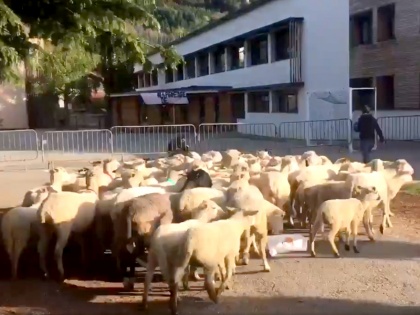 Jammu and Kashmir: Over 70 sheeps goats died in Udhampur, Officials gave this reason | जम्मू कश्मीर के उधमपुर में 70 से ज्यादा भेड़-बकरियों की मौत, अधिकारियों ने बताई यह वजह