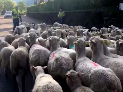 Balrampur 90 sheep killed being hit train eight vultures eating sheep carcasses died being hit another train killed pack of dogs | ट्रेन की चपेट में आने से 90 भेड़ों की कटकर मौत, भेड़ों के शवों को खा रहे आठ गिद्धों की दूसरी ट्रेन की चपेट में आने से मरे, कुत्तों के झुंड के कारण गई जान Balrampur 90 sheep killed being hit train eight vultures eating sheep carcasses died being hit another train killed pack of dogs | ट्रेन की चपेट में आने से 90 भेड़ों की कटकर मौत, भेड़ों के शवों को खा रहे आठ गिद्धों की दूसरी ट्रेन की चपेट में आने से मरे, कुत्तों के झुंड के कारण गई जान