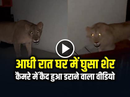 The Lion Enter the House at Night Records Horrific Incident Watch Viral Video Sher Ka Video | VIDEO: आधी रात घर में घुसा शेर, कैमरे में कैद हुआ डराने वाला वीडियो The Lion Enter the House at Night Records Horrific Incident Watch Viral Video Sher Ka Video | VIDEO: आधी रात घर में घुसा शेर, कैमरे में कैद हुआ डराने वाला वीडियो
