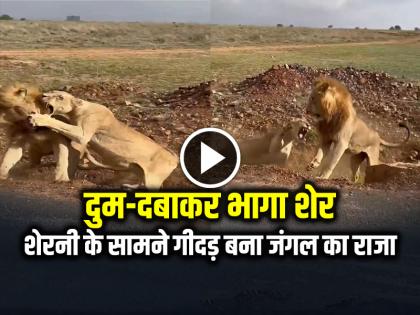 Sher Sherni Ki Fight Lion lioness fight video goes viral | VIDEO: शेरनी का गुस्सा देख दुम-दबाकर भागा शेर, देखें वायरल वीडियो Sher Sherni Ki Fight Lion lioness fight video goes viral | VIDEO: शेरनी का गुस्सा देख दुम-दबाकर भागा शेर, देखें वायरल वीडियो