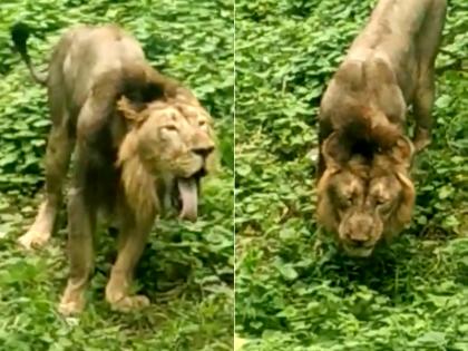 Video of lion eating grass in forest became viral, people said- Modi is possible | गुजरात के जंगल में घास खाते हुए शेर का वीडियो हुआ वायरल, लोगों ने कहा- मोदी हैं तो मुमकिन है Video of lion eating grass in forest became viral, people said- Modi is possible | गुजरात के जंगल में घास खाते हुए शेर का वीडियो हुआ वायरल, लोगों ने कहा- मोदी हैं तो मुमकिन है