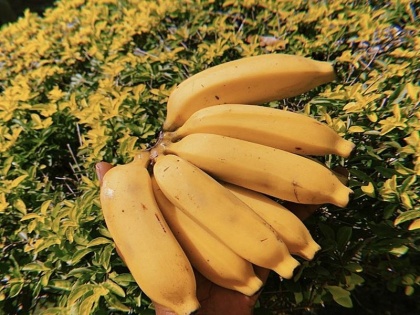 Should banana be eaten even in winter Know what experts say women get this benefit by eating Banana | क्या सर्दी में भी खाना चाहिए केला? जानिए क्या कहते है जानकार, Banana खाने से महिलाओं को होते है ये फायदें