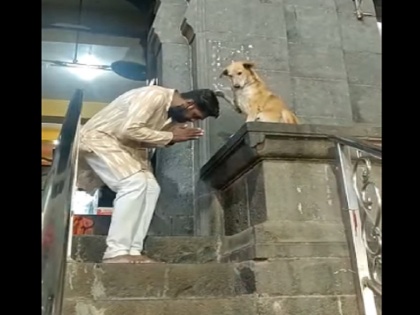 Maharashtra Siddhivinayak Ganesh temple in Siddhatek stray dog bless devotees viral video | महाराष्ट्र के इस मंदिर का गजब वीडियो हुआ वायरल, आने वाले भक्तों को डॉगी दे रहा है 'आशीर्वाद'!
