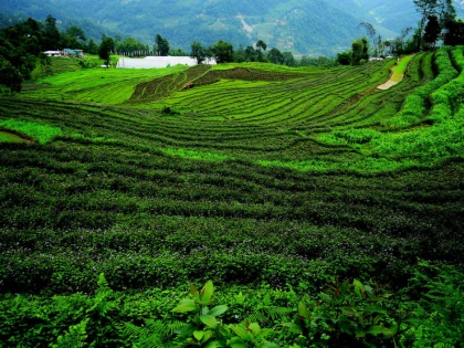 world's first fully organic state is Sikkim, UN gives ‘Oscar for the Best Policy’  | दुनिया का पहला ऐसा राज्य जहां होती है 100 प्रतिशत जैविक खेती, UN ने भारत को दिया बड़ा अवॉर्ड