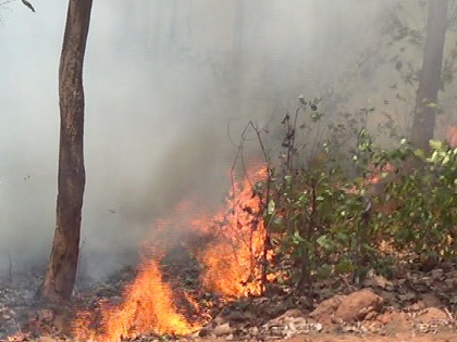 Simlipal National Park Mayurbhanj Odisha 8 ranges out of 21 ranges flames wildfire tiger reserve | सिमलीपाल नेशनल पार्कः  21 रेंजों में से 8 रेंज आग की चपेट में, जानें इसके बारे में