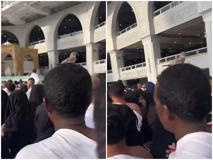 small bird seen circling the Kaaba with a man on his head in Mecca viral video | वीडियो: मक्का में शख्स के साथ काबे का तवाफ करती दिखी छोटी चिड़िया, बिना हिले सिर पर बैठे लगा रही थी चक्कर