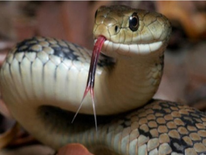 andhra pradesh government will offer yagyan to stop snake biting in state | साँप काटने की घटनाओं पर रोक के लिए आंध्र प्रदेश सरकार 29 अगस्त को कराएगी यज्ञ, हो रही है आलोचना